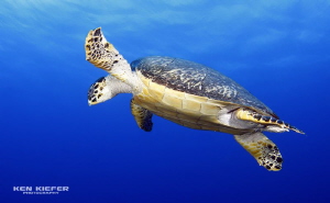 Hawksbill Turtle going for a breather
Cozumel
 by Ken Kiefer 